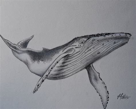 whale drawings in pencil.